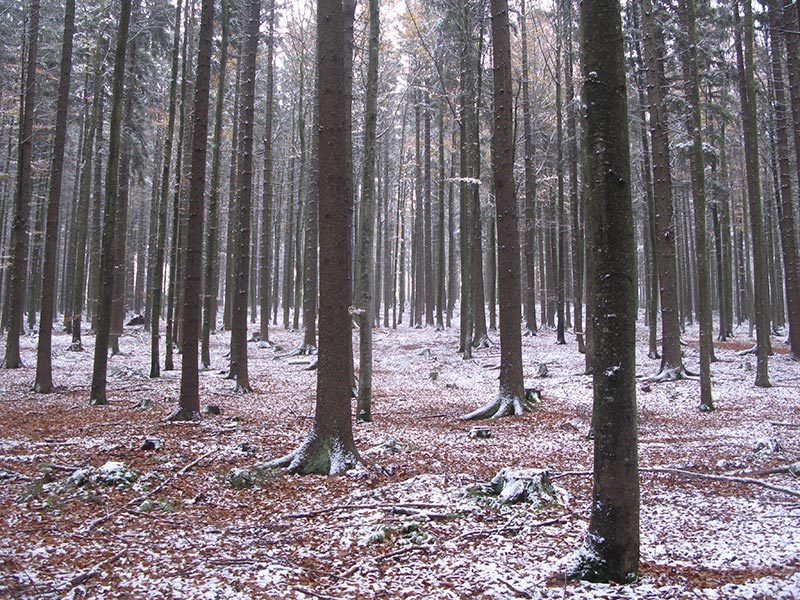 waldviertel